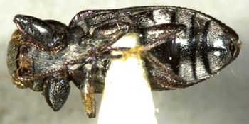 Media type: image;   Entomology 7140 Aspect: habitus ventral view
